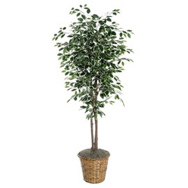 Vickerman TDX0260 Variegated Ficus Tree, 6', Green/White