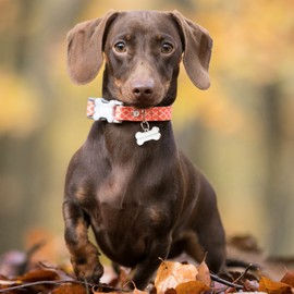 HUGO & HUDSON Nylon Dog Collar with Quick Release Safety Plastic Bone Buckle - Soft Comfortable Padded Collars - Orange Geometric Print Design - Small