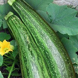 Caserta Zucchini Seeds - 5 LB Bulk ~18,000 Seeds - Non-GMO, Heirloom, Open Pollinated - Vegetable Gardening Squash Seeds - Summer Squash