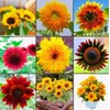40+ Seeds Teddy Bear Sunflower and Multi-Head Dense Sunflower Seeds