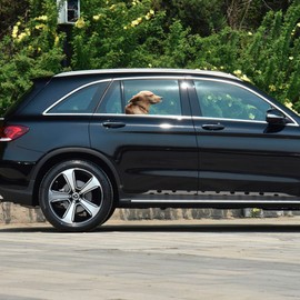 Toogod Riders Golden Retriever Car Sticker Window Decal for Vehicles Dog Window Cling(for Right Side)