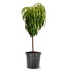 Bonanza Patio Peach Tree, Compact, Fruit Bearing, Deciduous, Self-Sufficient, 7