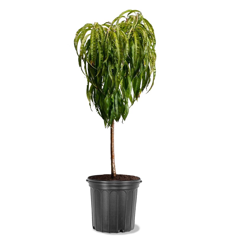 Bonanza Patio Peach Tree, Compact, Fruit Bearing, Deciduous, Self-Sufficient, 7