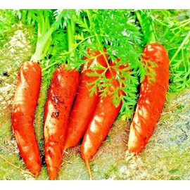 The Green Grove Garden CARROT 200 SEEDS SPRING VEGETABLE GARDEN NON-GMO SWEET HEIRLOOM SALADS USA
