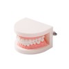SNAWOP Dental Standard Teeth Model Denture Tooth Model Typodont Demonstration
