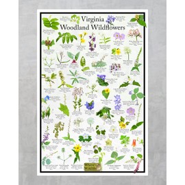 Virginia Woodland Wildflower Identification Chart | Picture ID Poster for Common Forest Flowers (16" x 24")