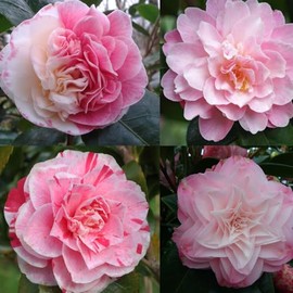 20+ Mixed Camellia Seeds for Planting-Camellia Shrub Impatiens Balsamina Flower Seeds Plants in Potted Balcony Low-Maintenance