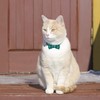 QH-Shop Cat Collar with Bell and Bow Tie, Pack of