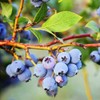 Generic Brightwell Blueberry Shrub, Rabbiteye, Abundant Harvests, Vigorous Growth, Ornamental
