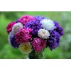Peony Aster Mix About 100 Seeds for Planting Non-GMO Pack