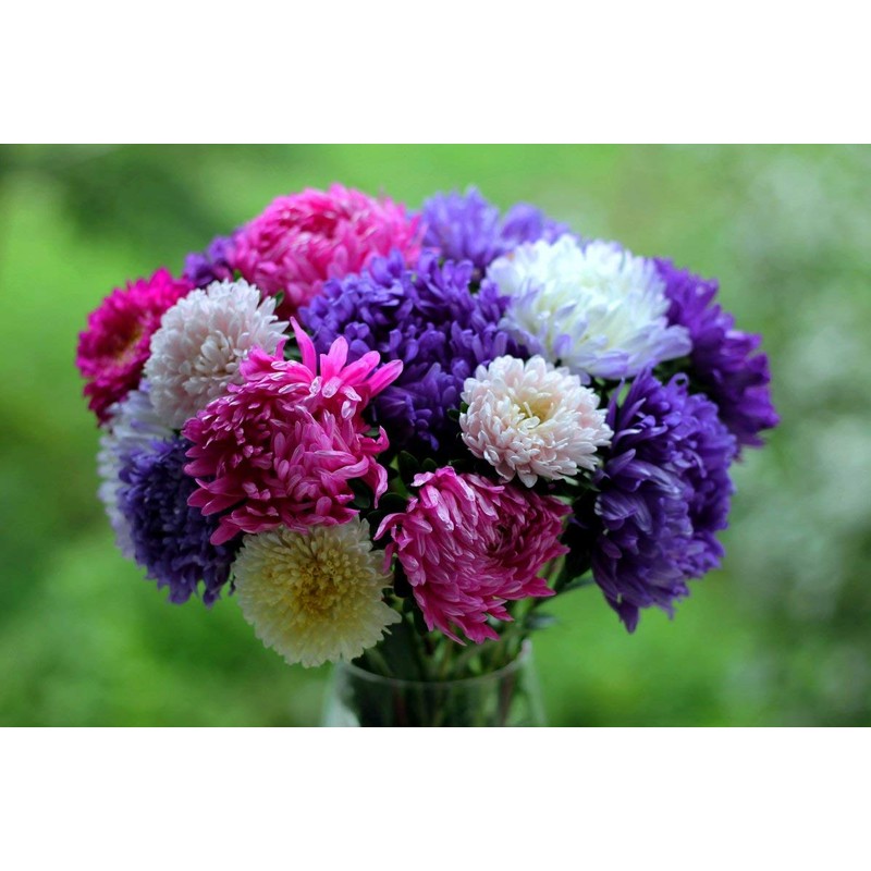 Peony Aster Mix About 100 Seeds for Planting Non-GMO Pack