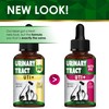 Сat Urinary Tract Infection Treatment with Cranberry – Dog UTI