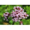 SAFLAX - Herbs - Greek Oregano - 600 Seeds -