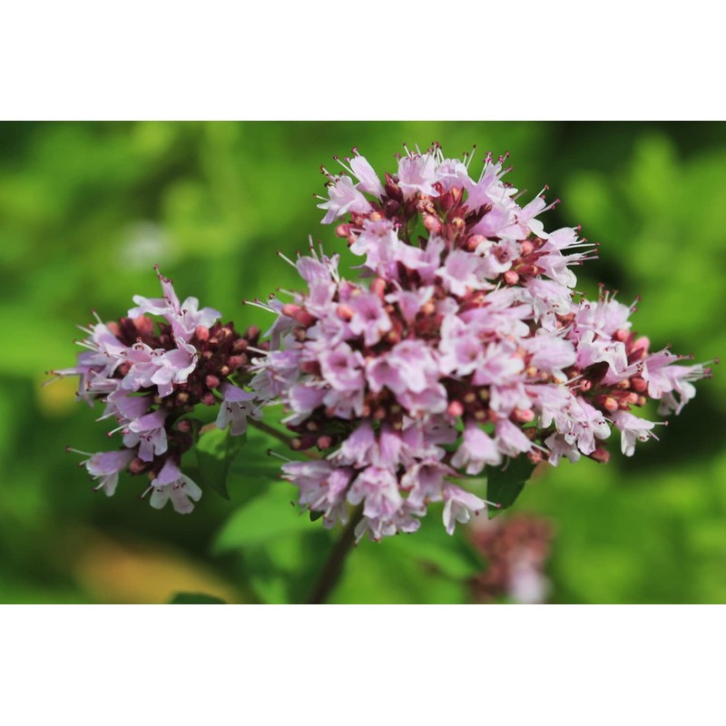 SAFLAX - Herbs - Greek Oregano - 600 Seeds -