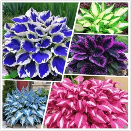 Kct Garden 100+ Hosta Seeds for Planting Outdoors, Mixed Color Rare Perennial Flower See...