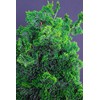 House of Bonsai Thoweil Hinoki Cypress (Chamaecyparis obtusa ‘Thoweil’) Pre-Bonsai