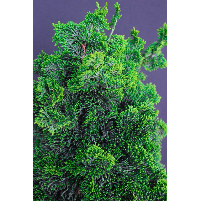 House of Bonsai Thoweil Hinoki Cypress (Chamaecyparis obtusa ‘Thoweil’) Pre-Bonsai