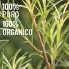 OLEUM VITAE Aceite Esencial de Eucalipto Eucalyptus Globulus 100% Puro