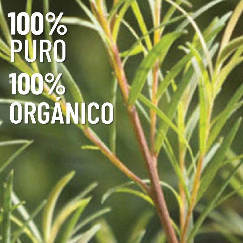 OLEUM VITAE Aceite Esencial de Eucalipto Eucalyptus Globulus 100% Puro