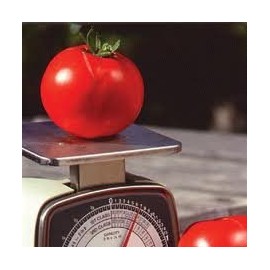 Tomato Oregon Spring Great Heirloom Garden Vegetable by Seed Kingdom BULK 1/4 Lb Seeds