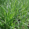 GARDEN SEEDS 50gram / 10000pcs+ Chinese Chives Seeds, Chinese Leek