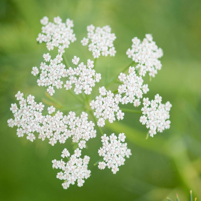 Outsidepride 2000 Seeds Annual Cumin Herb Garden Seed for Planting