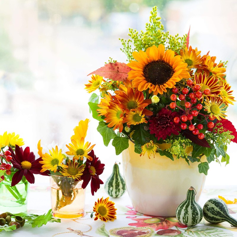 Marigold Seeds - Durango Series - Red - 100 Seed