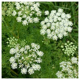 Everwilde Farms - 1 Lb Caraway Herb Seeds - Gold Vault