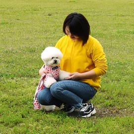 Dog Harness and Leash Set, Adjustable Dog Harness, Dog Leash, No Pull No Choke Puppy Harnesses for Walking Training for Small, Medium, Large Pet