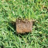 Bethel Farms St. Augustine 3in Natural Grass Plugs 36-Pack