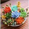 100pcs Mixed Rare Succulent Seeds, Mult-Color Indoor/Outdoor Plant