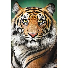 Trefl Portrait of a Tiger 1500 Piece Jigsaw Puzzle Red 33"x23" Print, DIY Puzzle, Creative Fun, Classic Puzzle for Adults and Children from 12 Years Old