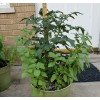 Rhiannons_garden_goodies Ditmarsher Micro Dwarf Tomato Seeds Organic 10 Count *Free