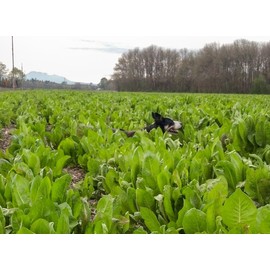 TomorrowSeeds - African Cabbage Seeds - 1500+ Count Packet - for 2024 Cover Crop Ethiopian Green Lettuce Garden Collards Kale Spinach Seed