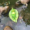 Ruerlity Floating Frog on Leaf for Garden Pond Decor Swimming