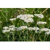 Yarrow Herb Tea (Millefolii Herba - Achillea millefolium L.) -