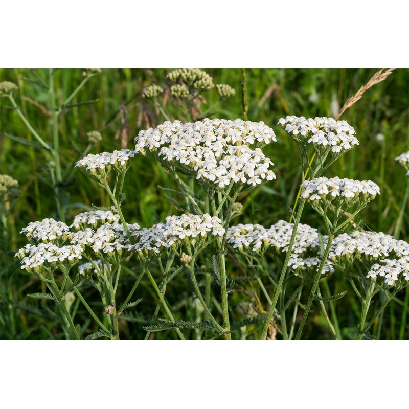 Yarrow Herb Tea (Millefolii Herba - Achillea millefolium L.) -