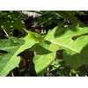 Papaya Leaf 10 Whole -Dried Organic -Pure-home Grown-10 Leaves-organic Papaya