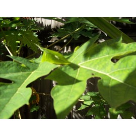 Papaya Leaf 10 Whole -Dried Organic -Pure-home Grown-10 Leaves-organic Papaya Leaves