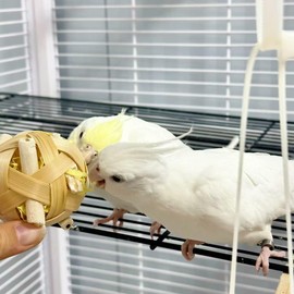 PB Toys Bird Toy, 4 Random Colored cuju Balls, sola chew, Long Tailed Parrot Toy Cockatoo, Conure，Lovebird，Budgie， Love Bird Small, Medium, and Large Parrot Toys