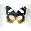 asiahouse24 A Real Exotic Prepared Butterfly Papilion Mormon in Black