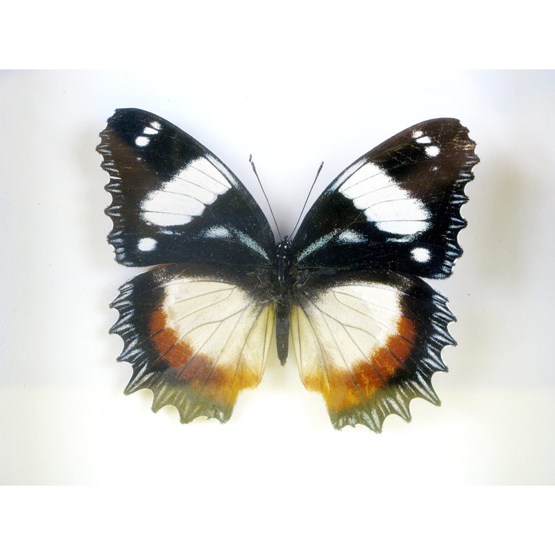 asiahouse24 A Real Exotic Prepared Butterfly Papilion Mormon in Black