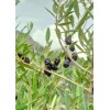 CZ Grain Olive Tree Seeds for Planting | 25 Seeds