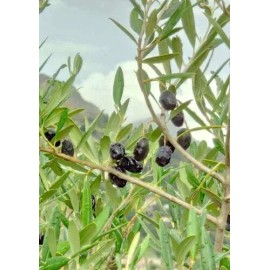 CZ Grain Olive Tree Seeds for Planting | 25 Seeds | Olea europaea