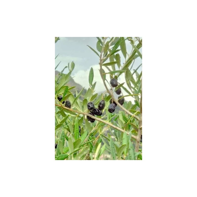 CZ Grain Olive Tree Seeds for Planting | 25 Seeds