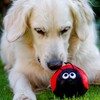 Petface Buddies Plush Ladybird Dog Toy