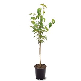 Generic Cherokee Princess Dogwood, White Flowering, Deciduous, Lustrous Green Foliage, 1 gal, Nursery Pot (Due to Agricultural Laws, we Cannot Ship to CA, AZ, AK, or HI)