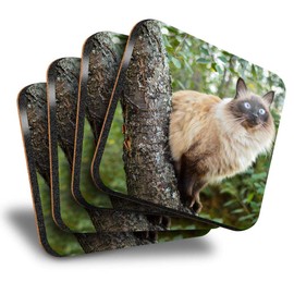 Destination Vinyl ltd Great Coasters (Set of 4) Square - Balinese Cat in Tree Blue Eyes Drink Glossy Coasters/Tabletop Protection for Any Table Type #15812