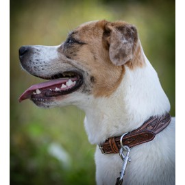 Jack & Russell Unique Leather Dog Collar, Hand-Carved & Padded, Buffalo Leather Collar, Dark Brown Talia (M (31.5-40.0 cm)