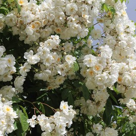 Heirloom Roses Climber Rose Plant - Darlow's Enigma White Rose Bush, Rambling Rose Live Plant for Planting Outdoors